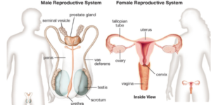 Reproduction in Human Beings-