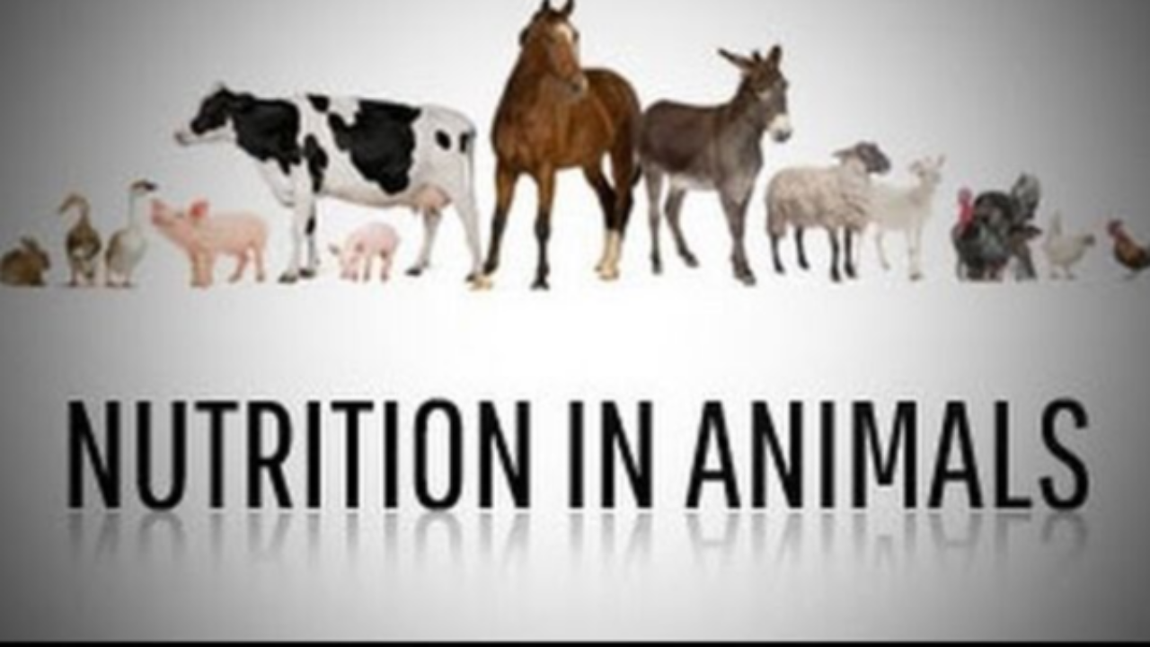 Nutrition in Animals- How their digestive system works?| SSC CGL, CHSL