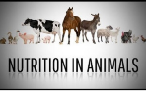 Nutrition in Animals- How their digestive system works?| SSC CGL, CHSL